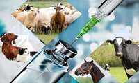 Iran boosts livestock health with free vaccination campaign