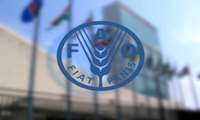 Iran, FAO foster innovation, technology to strengthen saffron industry