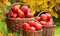  Iran apple exports surge in seven month period