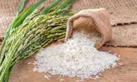 Iran sets new record for rice production 
