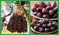 Iran claims top spot in global dates’ exports 
