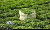 Iran exports 10,000 tons in 7 months 