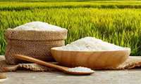 Iran rice output hits record high 