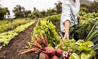  Iran aims to double overseas farming by 2029