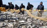 Iran fish production reaches new high as fishing season begins