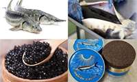 Caviar export up 61percent in six months