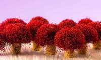  Iran saffron output to see major growth official says