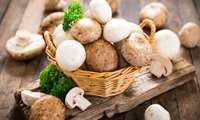 Iran mushroom exports soar amid rising production