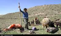 Official urges support to preserve nomadic livestock breeds