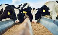 Iran develops new animal protein supplement 