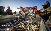 8 percent rise in bony fish harvest from Caspian Sea 