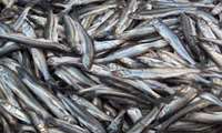  Iranian fishermen catch over 20,000 tons of Kilka fish  