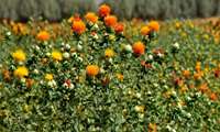 Iranian safflower cultivation outdoes global yield average 