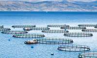 Iran seeking to attract private investment in cage aquaculture sector