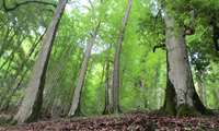 Iran registers 20 percent boost in forest, rangeland protection 