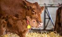 Iran deploys ultrasound in slaughterhouses to protect breeding livestock