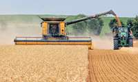 Wheat harvest underway in northwestern Iran’s Maragheh