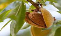 Mamra Almond yields hit 8 tons per hectare as exports to India expand
