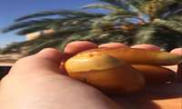 150 tons of fresh dates harvested in Fars Province: Official