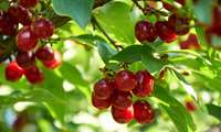 Harvest of 4,200 tons of Cornelian Cherries underway in Qazvin
