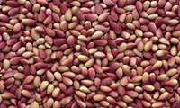 Damghan expected to harvest 36,000 tons of fresh pistachio