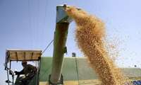 Guaranteed wheat purchases hit 7.6m tons across Iran: Official 