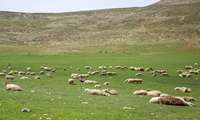 Iran adds 2m hectares to rangeland management plans