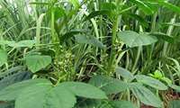 Iran launches Guar crop farming in South Khorasan to combat water shortages