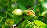 Iran adopts climate-resilient orchard cropping patterns amid water scarcity
