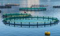 155 fisheries projects to be inaugurated during Govt Week across Iran: IFO head 