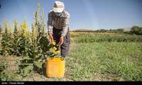 Asafoetida plantations mark new step toward sustainable agriculture in Yazd