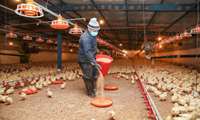 Date palm leaves introduced as cost-saving broiler litter 