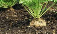Lorestan province registers rise sugar beet harvest 