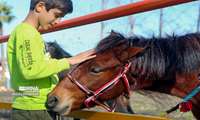 Gilan hosts 20th National Caspian Horse Beauty Festival