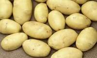 Hamedan still Iran’s leading potato production hub, official says