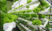 Hydroponic revolution amid water scarcity