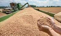 Annual wheat production expected to reach 8.8m tons: Official 