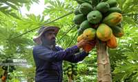 Iran launches commercial harvest of papaya