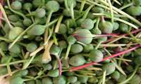Iran cultivating drought-tolerant medicinal plant in western Hamedan 