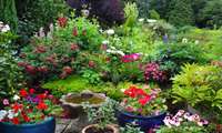 40m ornamental flowers, plants are produced in north of Iran each year: Official 