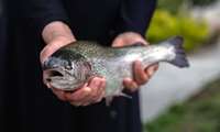 Iran leads global trout production: IVO head 