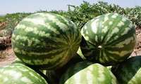 Iran exporting watermelons to Persian Gulf countries