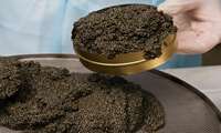 Over 162 kg of quality caviar produced in Tehran, exports underway