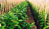 1.8m saplings produced in East Azarbaijan, official says 