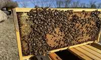 East Azarbaijan exports 29 tons of honey to global markets in 9 months