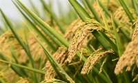 800,000 tons of wheat seed treated, official says