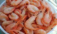 Iran shrimp production hits unprecedented record