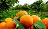 Mazandaran exports exceed 95,000 tons of kiwi, citrus fruits 