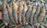Shrimp output in Iran rises by 37 percent 