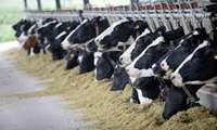 Iran seeking to boost red meat production in rural livestock farms